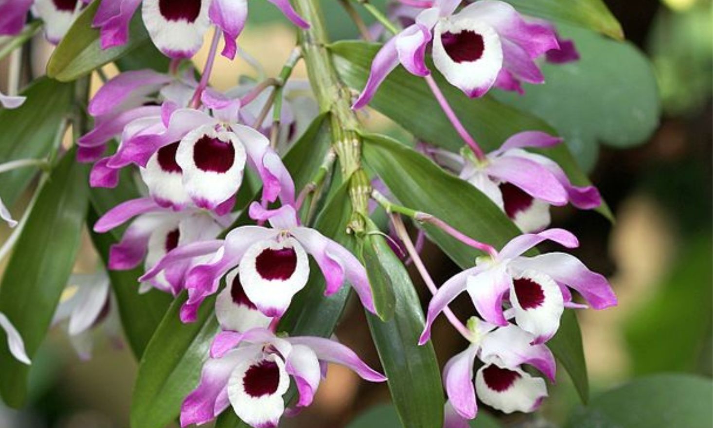 pink and white orchid with green background