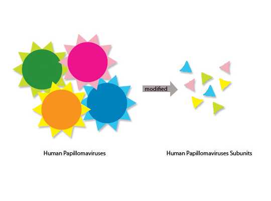 Image showing the difference between HPV and HPV subunits used for vaccination