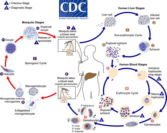 Illustrated chart of malaria lifecycle