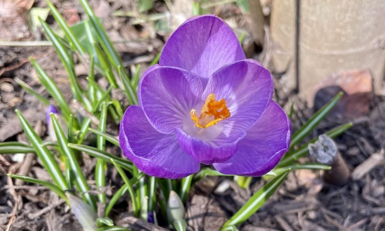 Close up of purple flower