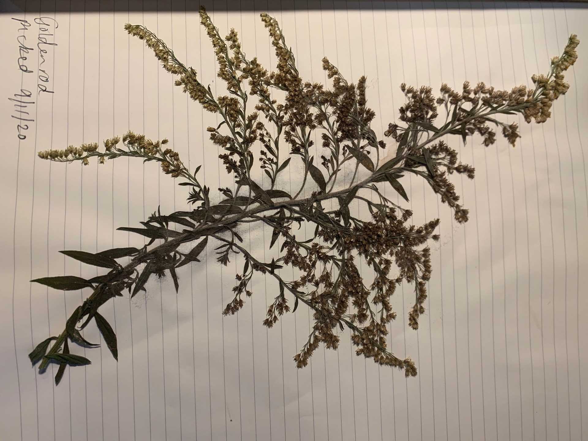 A dried goldenrod plant on top of a lined sheet of paper. In the top left corner is written, "Goldenrod picked 9/11/20" 